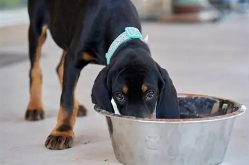 Wasbeerhond aan het eten