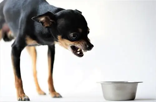 boze zwarte hond beschermt zijn eten in een metalen kom