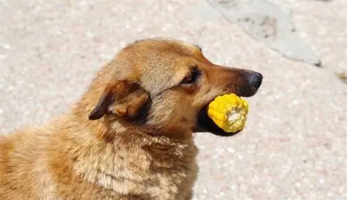 de schattige rode hond eet maïskolf_a_v_d_shutterstcok