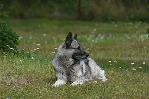 elkhound norwegian