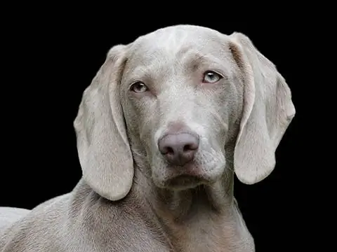 weimaraner