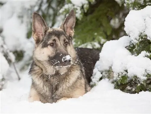 Shiloh Shepherd dans la neige