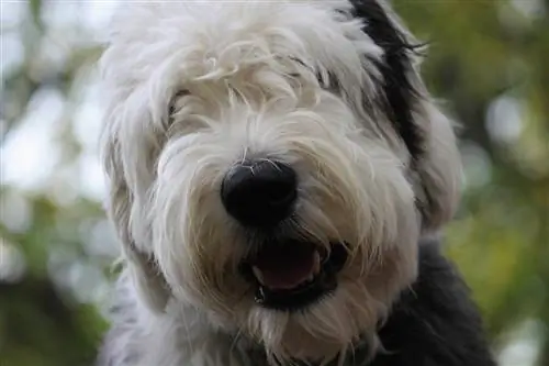 qub english sheepdog