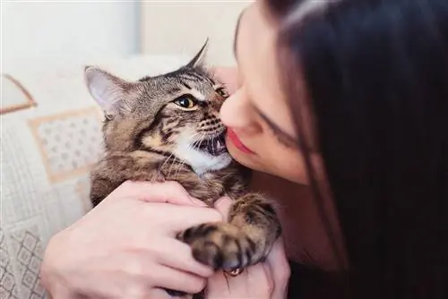 חתול נושך את סנטרה של אישה