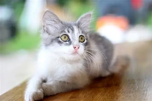 chat sur la table