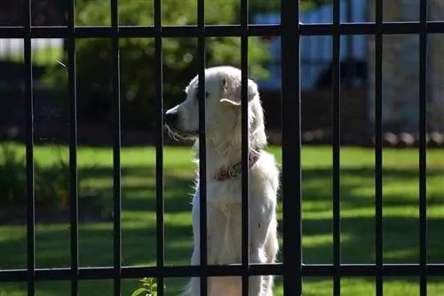 100+ noms de chiens de garde : Unique, Fierce, Tough & Idées de protection