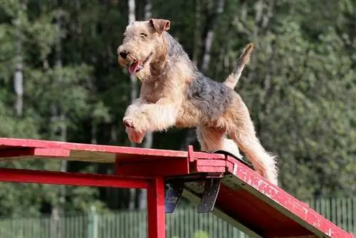 Lakeland Terrier kwenye mashindano ya wepesi wa Mbwa