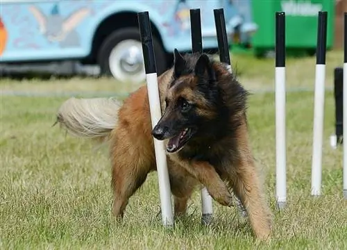 Belgiyalik cho'ponning chaqqonlik mashg'ulotlari