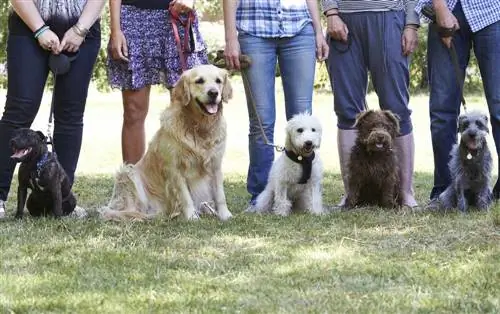 honden gehoorzaamheidsschool klasse