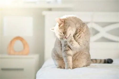 chat léchant les pattes