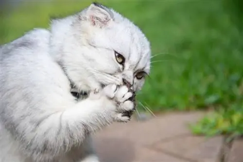 kucing abu-abu menjilati cakarnya