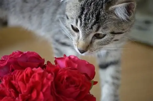 gato cheirando rosas