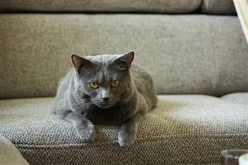 gato chartreux mentindo_Piqsels