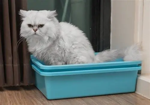 puting persian na pusa gamit ang litterbox