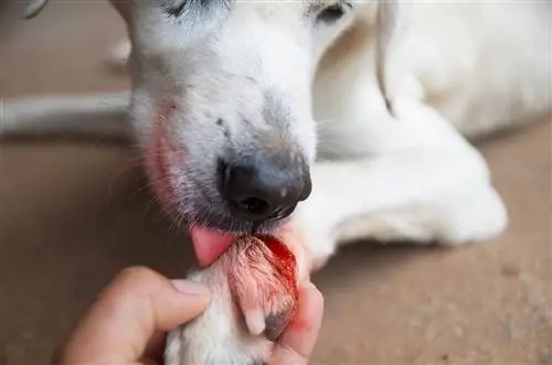 perro lamiendo herida