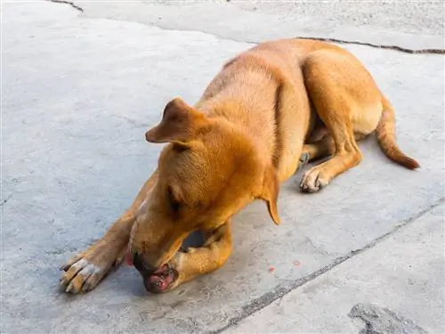 perro lamiendo herida