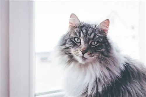 grijze maine coon naast window_Piqsels