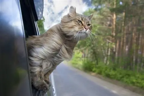 Katze-aus-einem-Auto-Fenster_Popel-Arseniy_shutterstock