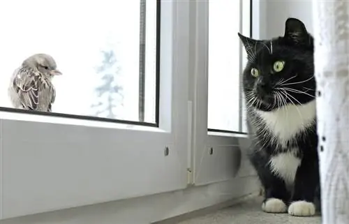 Katze beobachtet Vogelfenster