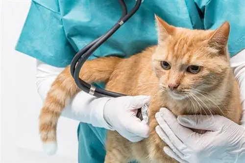 veterinær lege som bruker stetoskop på katt