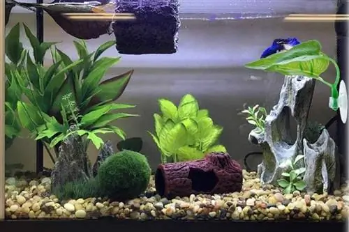 BHUCUTU 5 stykker Betta Fiskeblad Betta Bed