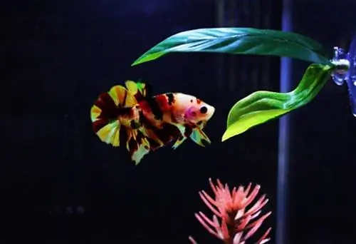 Modeklubbar Betta Bead Leaf Hammock