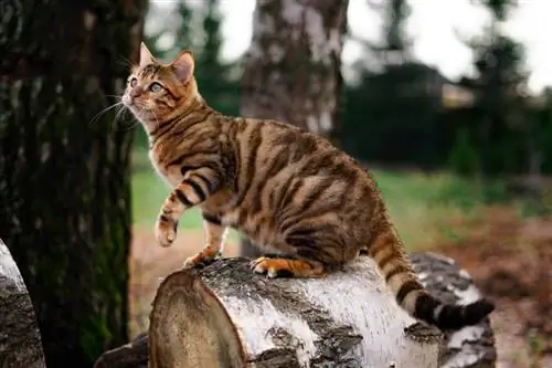 Toyger katt