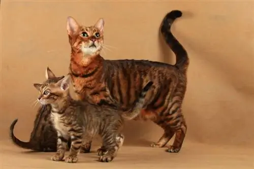 Toyger katt