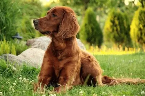 Irish Setter Hund im Garten