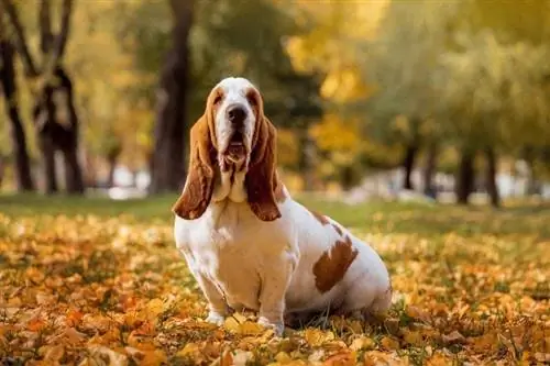 Basset Hound sitzt auf trockenen Blättern