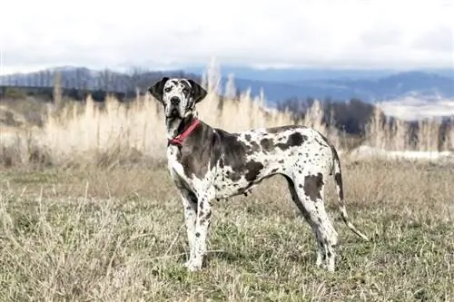 samica nemške doge, ki stoji na dolgi travi