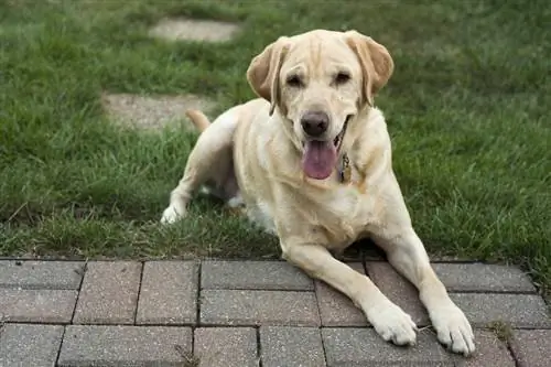 Labrador Retriever berbaring di luar rumah