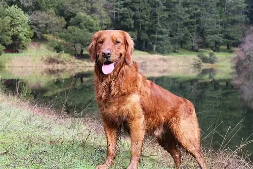 Bir göletin önünde duran kırmızı Golden Retriever köpek