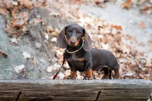 Cawan Teh Dachshund