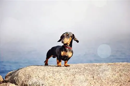 Чай чыны Dachshund