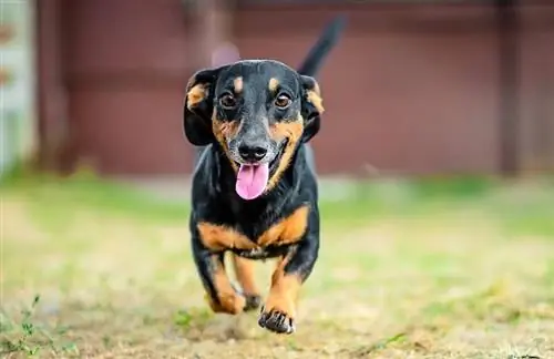 dachshund tersenyum berlari di luar rumah