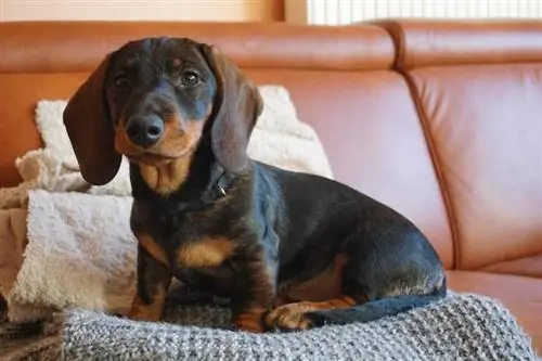 anjing dachshund duduk di atas sofa