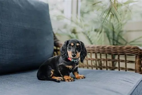 Teacup Dachshund: Gambar, Panduan, Maklumat & Lagi