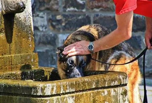 Refredament per a gossos