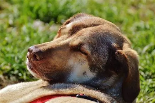 Anjing Di Bawah Matahari