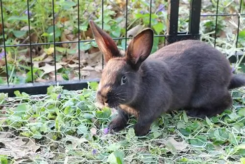 un lapin néo-zélandais dans un enclos