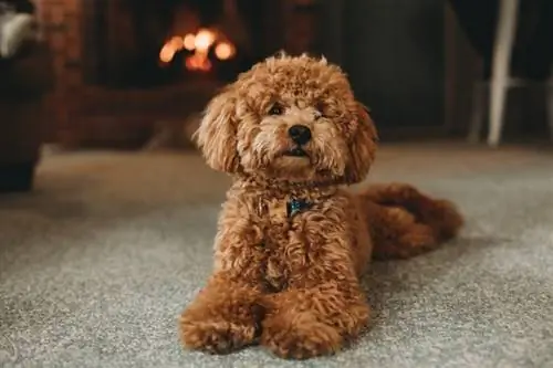 Poodle merah dan coklat berbaring di atas lantai