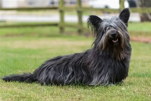 Skye Terrier hitam duduk di atas rumput