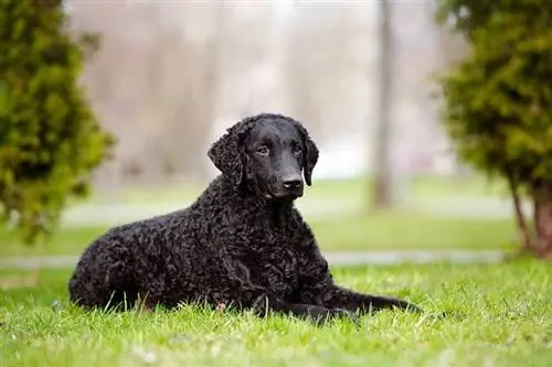 black curly coated retriever