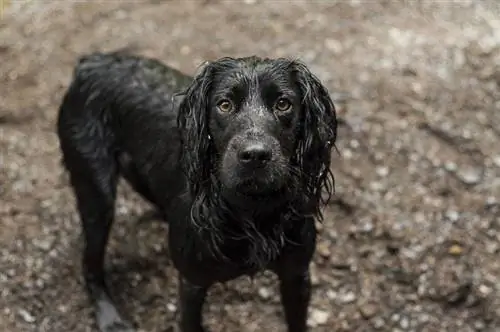 itim na cocker spaniel