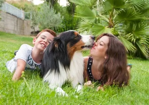 Zwei Kinder liegen im Gras und ein australischer Schäferhund leckt das Gesicht des Mädchens