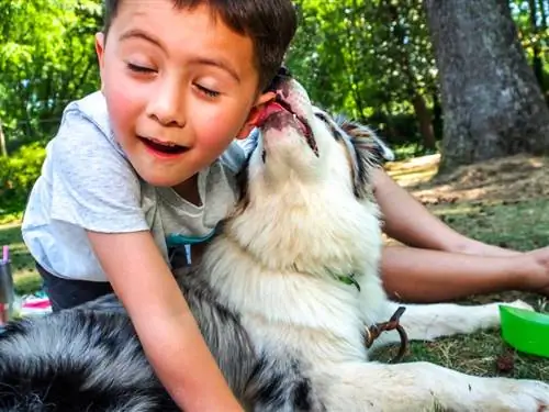 australsk gjeterhund slikker eierens øre