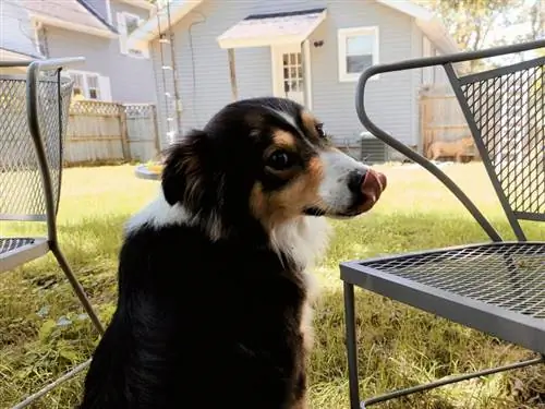 australsk gjeterhund slikker nær bord og stoler