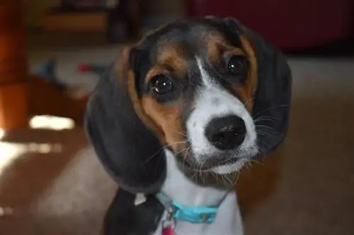 close-up de cachorro beagle de bolso