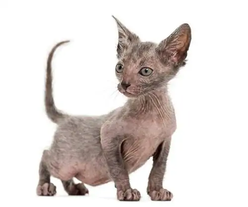 gatinho lykoi